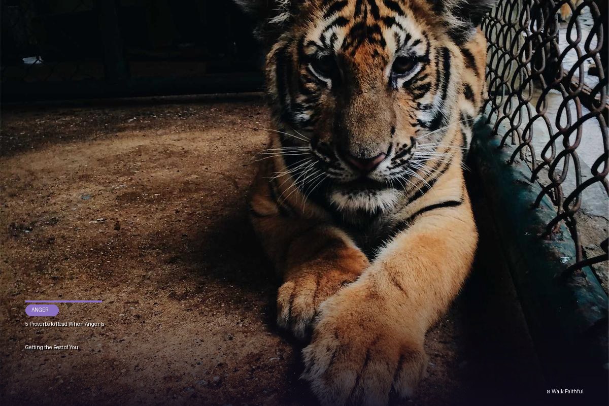 5 Proverbs to Read When Anger Is Getting the Best of You