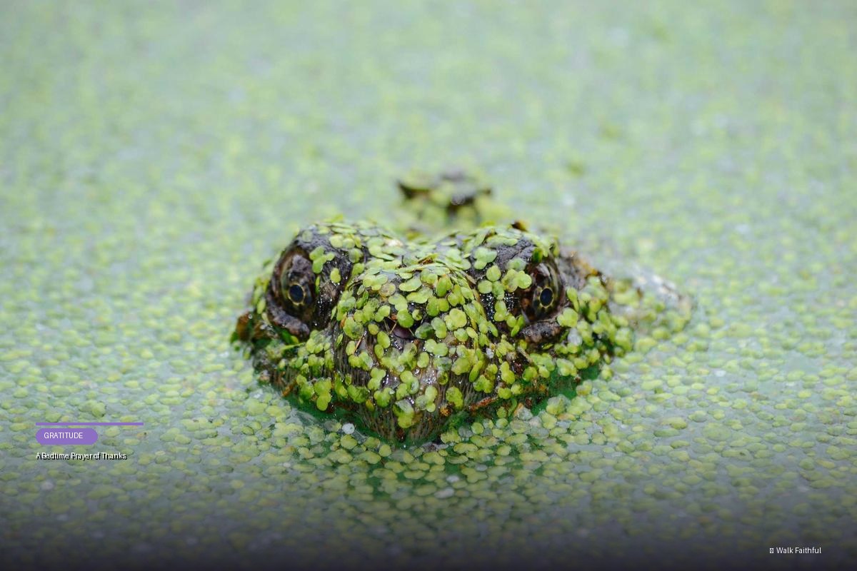 A Bedtime Prayer of Thanks