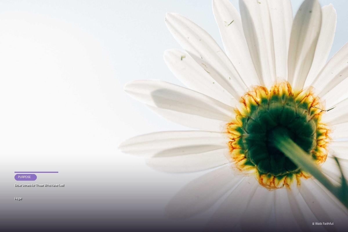 Bible Verses for Those Who Have Lost Hope