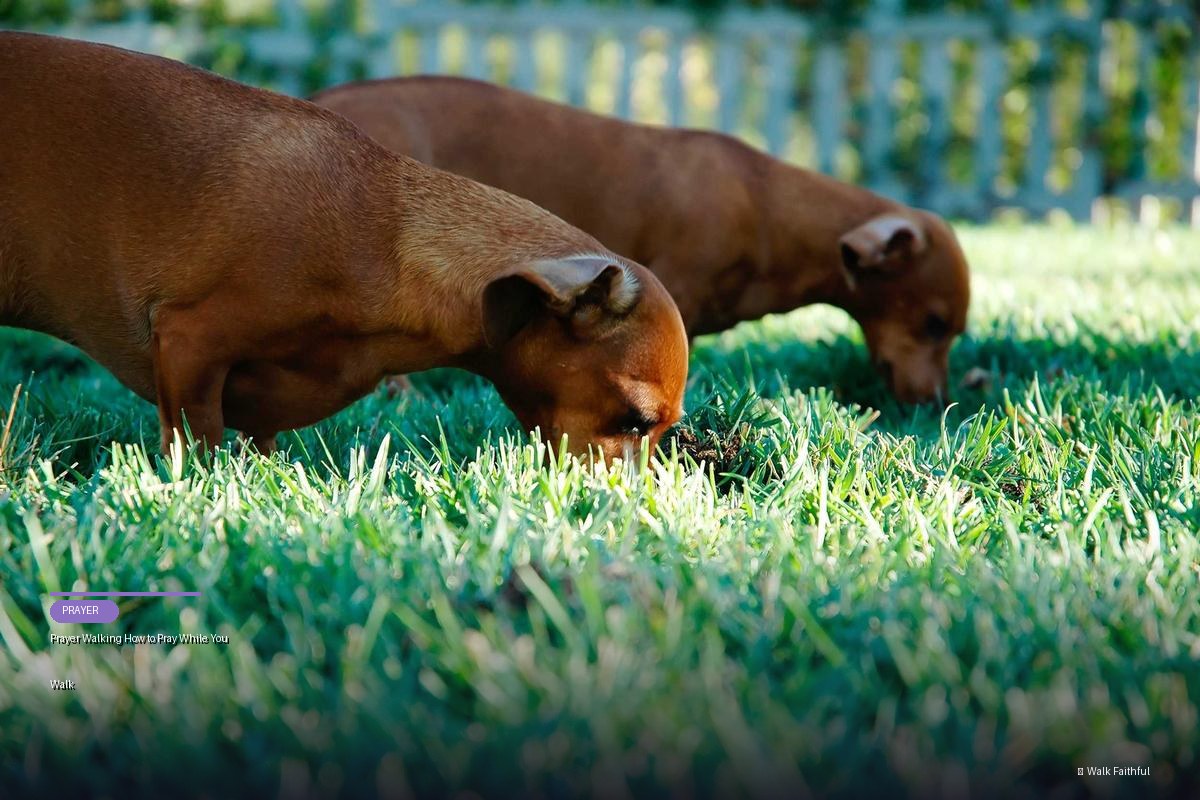 Prayer Walking How to Pray While You Walk