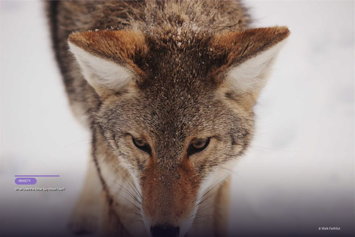 What Does the Bible Say About Fear?