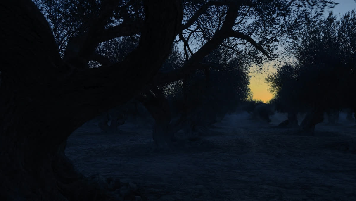 An olive grove at dusk with gnarled ancient trunks and long shadows